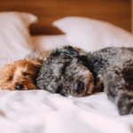 Fun Activities Your Pets Can Enjoy During Their Boarding Stay