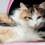 Healthcare Needs of Your Pet: What You Need to Know