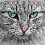 The Top Perks of Pet Microchipping