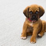 A Quick Guide About Dental Emergencies in Pets