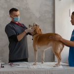 Common Causes of Diarrhea in Dogs and How to Stop It