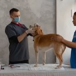 How to Know Your Dog Has Toothache That Needs Urgent Attention
