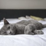 Prevent Your Dog From Obesity by Following These Tips
