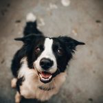 Essential Tips to Keep Your Pet’s Teeth in Good Shape
