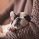 First Aid for Dogs: What to Do if Your Dog Gets Injured