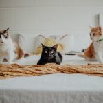 The Top Perks of Pet Microchipping