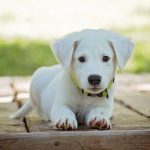 Pet Wellness Plans: What You Ought to Know