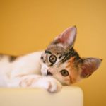 The Basics Exotic Pet Care: How to Properly Handle These Creatures