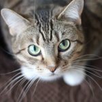 Five Feline Pregnancy Care Tips Every Pet Parent Must Know