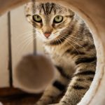 Common Signs That Shows Your Pet Needs Dental Treatment