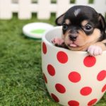 Saving Lives: Duties of Service Dogs