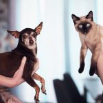Animal Dental Care: How to Maintain Your Pet’s Teeth