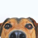 Basic Necessities Your Pet Needs