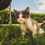 Top Reasons and Benefits of Spaying and Neutering Your Pets