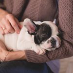 Saving Lives: Duties of Service Dogs