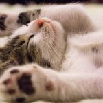 The Benefits of Pre-need Plans for Your Pet