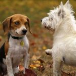 Essential Tips to Keep Your Pet’s Teeth in Good Shape