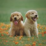 What Are the Common Causes of Cancer in Dogs?
