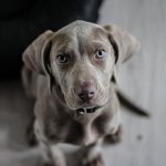 5 Important Things to Prepare Before Bringing Your Pet to a Boarding Facility
