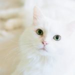 Knowing Tooth Resorption in Your Pet Cat