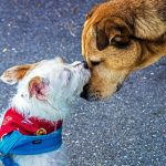 How To Avoid Your Pet From a Common Health problem