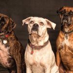 Four Vital Health Checks Your Pet Needs