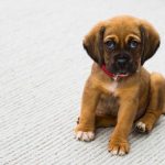 The Upsides of Bringing Your Dog to Pet Boarding