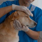 Everything to Know About Anesthesia and Pet Surgery