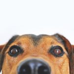 Why Is It So Important to Get Your Pet Vaccinated?