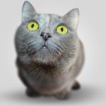 Pet Vaccinations: Key Tips for First-Time Pet Owners