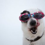 Pet Dental Care: Common Surgeries