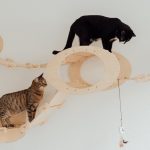 The Cost of Veterinary Care for Puppies and Kittens: What to Expect