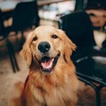 Top 5 Pet Injuries and How to Avoid Them