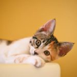 Pet Vaccinations: Key Tips for First-Time Pet Owners