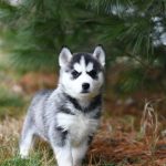 What Is the Process at a Veterinary Diagnostic Laboratory?