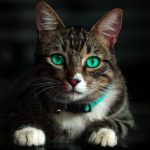 The Most Common Infectious Diseases in Pets