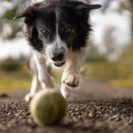 The Benefits of Adopting a Senior Pet: Why Older Animals Make Wonderful Companions