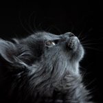When Should You Take Your Pet to an ER Vet?