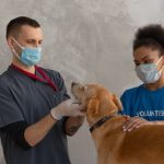 How Does Veterinary Surgery Improve Pet Quality of Life?