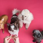 What Is the Process at a Veterinary Diagnostic Laboratory?