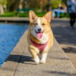 Why Are Pet Wellness Programs Essential for Your Pet’s Health?