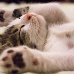How Can a Dog Dental Procedure Improve Health?