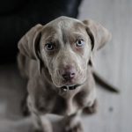 What Are the Most Common Dental and Surgical Procedures for Pets?