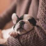 How Can Regular Vet Visits Prevent Emergency Cases?