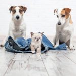 Regular Pet Immunizations: What Every Pet Owner Should Know