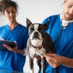 Regular Pet Immunizations: What Every Pet Owner Should Know